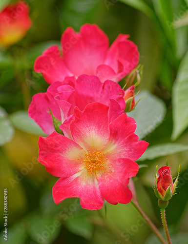 vibrant red wild rose flower close up in the garden © Dimitrios
