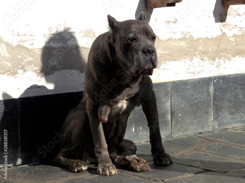 Perro Cane Corso Adulto Gris