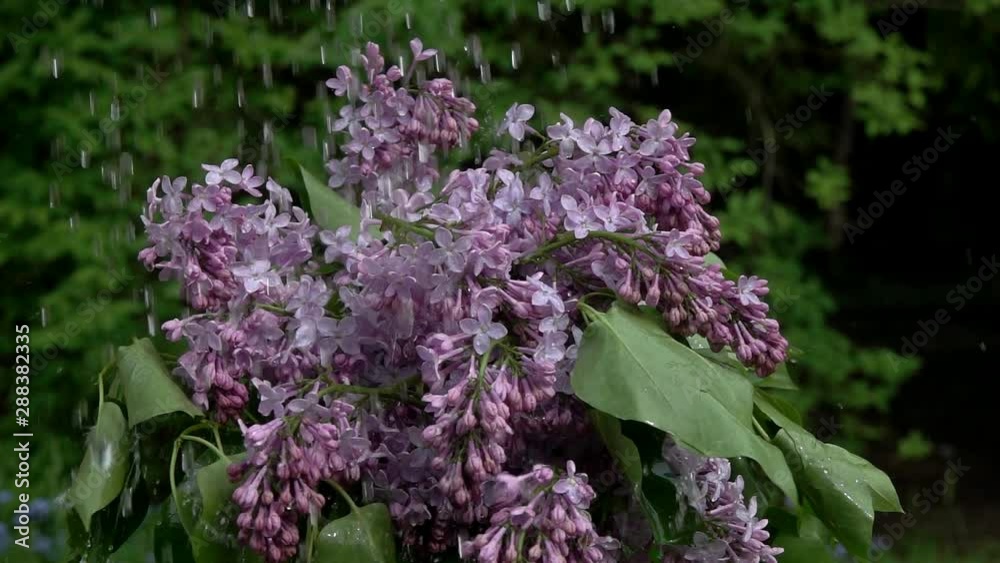 Jets of water fall on a bush of blossoming lilacs. Slow motion, slowed down ten times from 240 fps to 24 fps Jets of water fall on a bush of blossoming lilacs. Slow motion, slowed down ten times from 240 fps to 24 fps