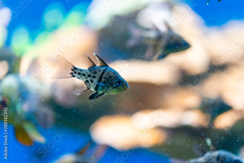 Cuadro en lienzo Sphaeramia orbicularis, orbiculate cardinalfish