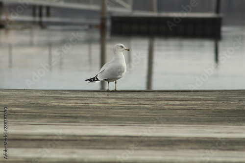 Seagull On The River