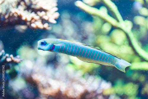 Ptereleotris zebra - Zebra barred dartfish, Chinese zebra goby