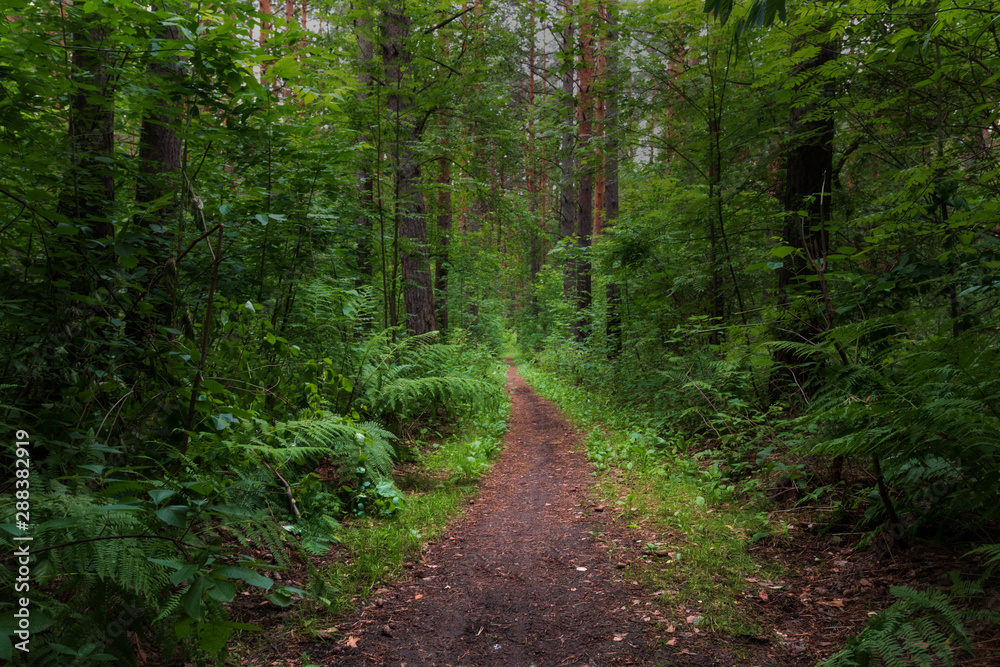 Obraz premium a forest path among a dense forest