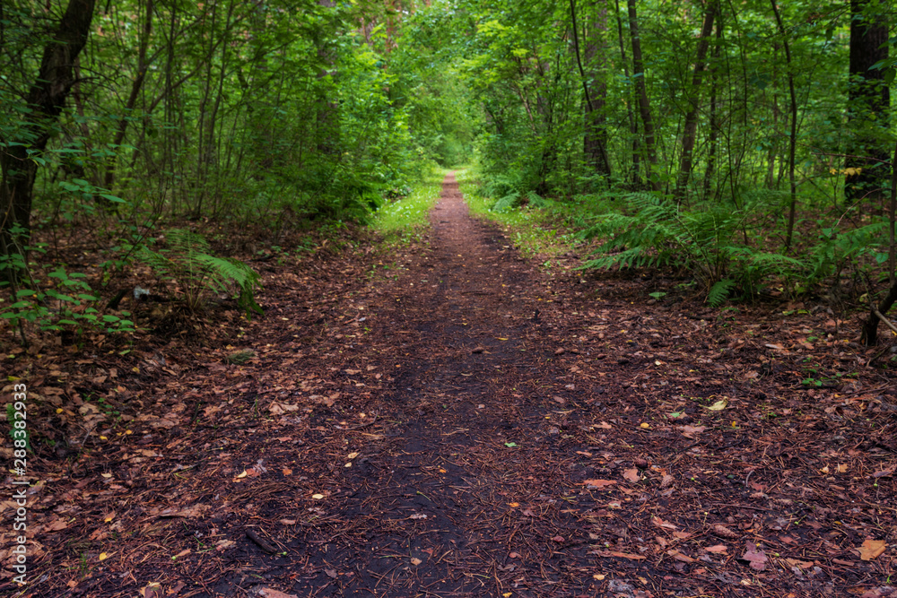 Obraz premium a forest path among a dense forest