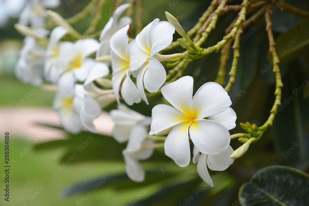 closeup of plumeria flower on tree
