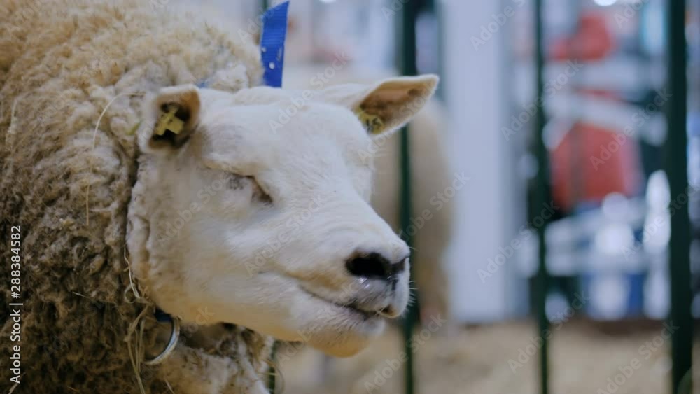Portrait of funny cute texel sheep eating hay at agricultural animal exhibition, small cattle trade show. Farming, feeding, agriculture industry, livestock and animal husbandry concept Portrait of funny cute texel sheep eating hay at agricultural animal exhibition, small cattle trade show. Farming, feeding, agriculture industry, livestock and animal husbandry concept