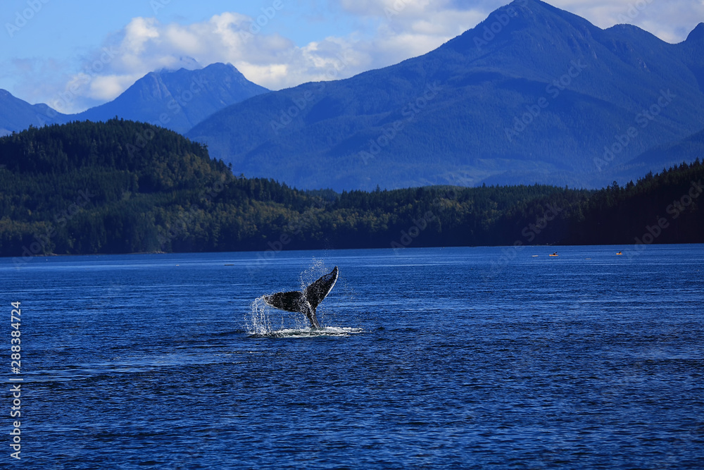 Obraz premium Buckelwal taucht und zeigt seine Flosse
