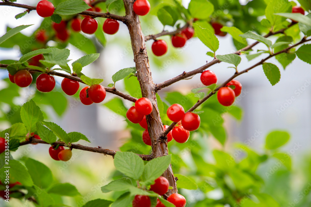 Felted cherry on the branch in the garden background Felted cherry on the branch in the garden background