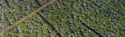Aerial image showing typical vineyard culture (viticulture) landscape of Pico Island at Criação Velha and Candelária, Madalena. photo