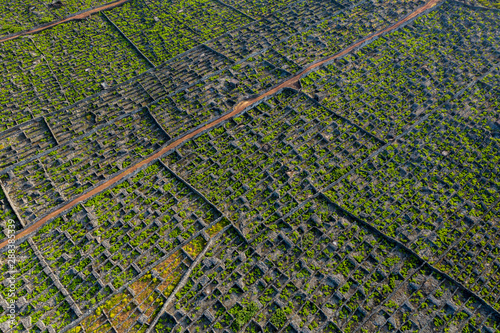 Aerial image showing typical vineyard culture (viticulture) landscape of Pico Island at Criação Velha and Candelária, Madalena. photo