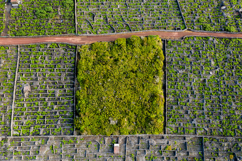 Aerial image showing typical vineyard culture (viticulture) landscape of Pico Island at Criação Velha and Candelária, Madalena. photo