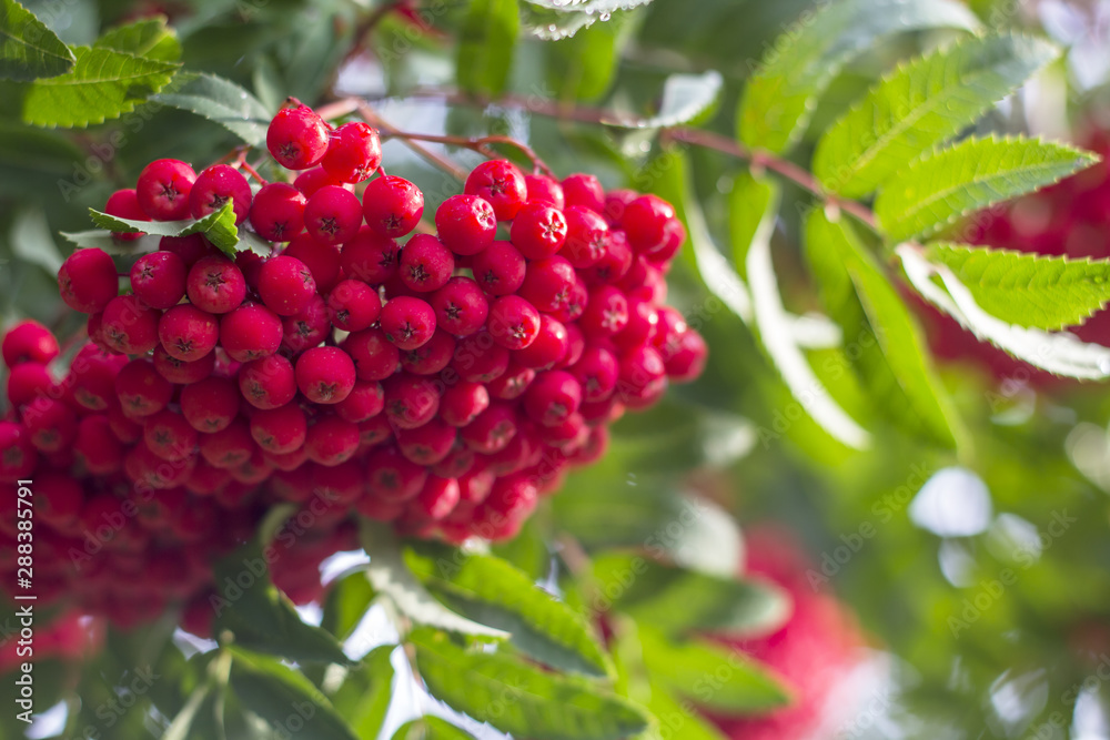 Bunches of rowan berries (mountain ash) hanging from a tree. Bunches of rowan berries (mountain ash) hanging from a tree.