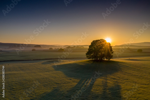 Sunrise over a tree in the Yorkshire Dales photo