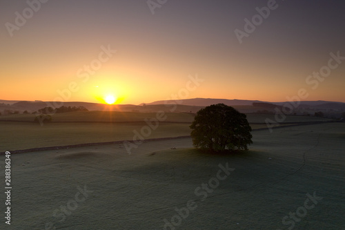 Sunrise over a tree in the Yorkshire Dales photo