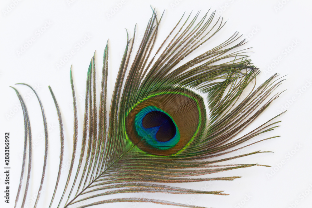 Fototapeta premium elegant beautiful color eye of peacock feather on white background