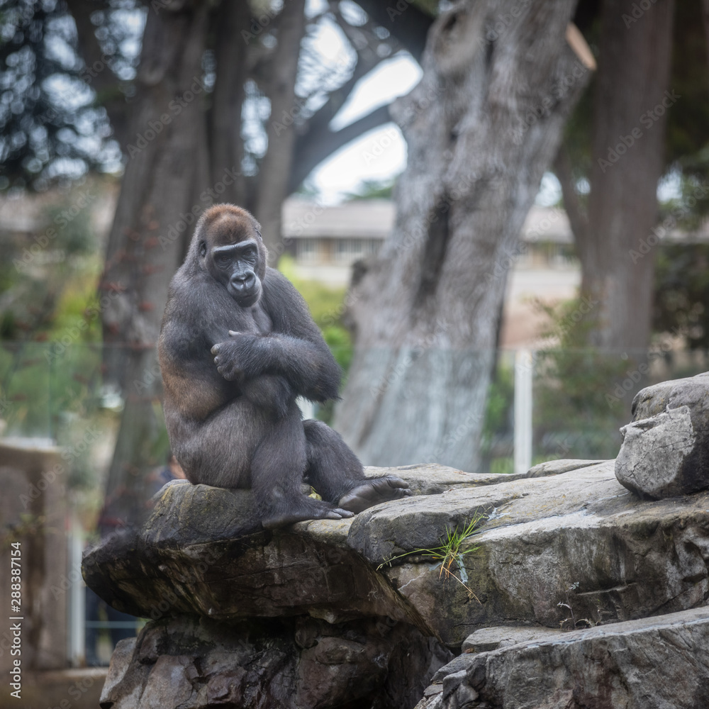 Expressive male gorilla posing for the camera. Stock Photo by wirestock