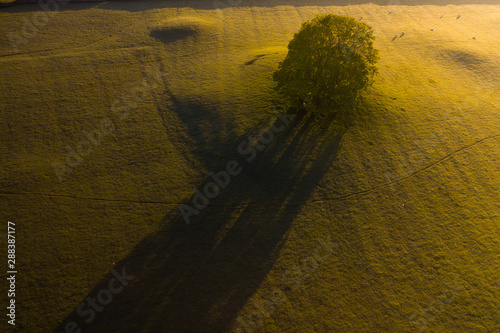 Sunrise over a tree in the Yorkshire Dales photo