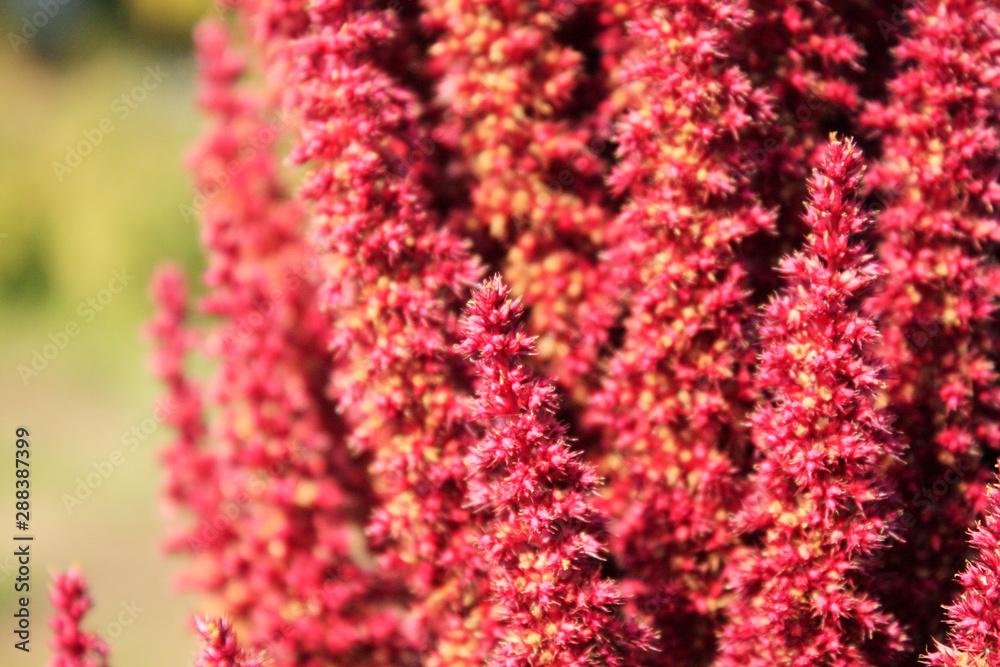 Amaranth red blooming. Autumn garden. Amaranth red blooming. Autumn garden.