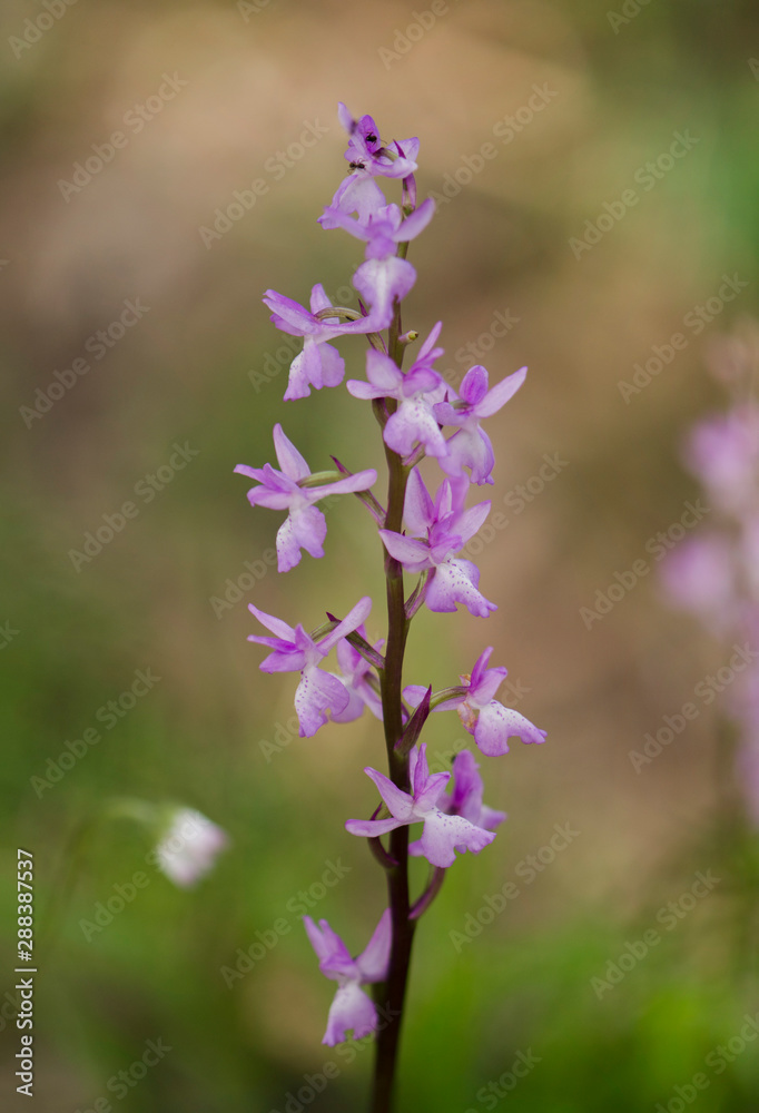 Obraz premium Lange's Orchid, Orchis langei, Orchis mascula subsp. laxifloriformis in flower, Ojen, Andalucia, Spain