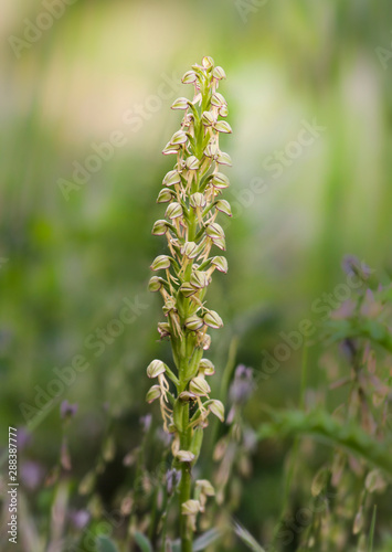 Wild orchid, Man orchid, Orchis anthropophora, Aceras anthropophorum, Andalusia, Southern Spain.