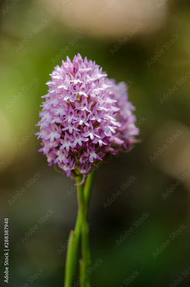 Pyramidal orchid, Anacamptis pyramidalis, orchis, wild orchids, Andalusia, Spain Pyramidal orchid, Anacamptis pyramidalis, orchis, wild orchids, Andalusia, Spain