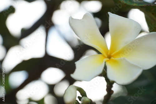 white frangipani flower with blurred branch.