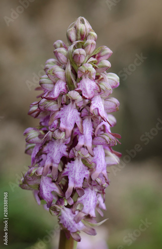 Giant orchid, Barlia robertiana, Himantoglossum robertianum, Andalusia, Spain. photo