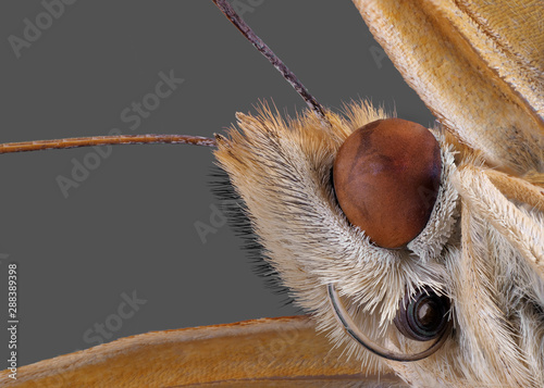 Detailfoto von Saugrüssel und Facettenauge eines Schmetterlings als Studiofoto mit sehr hoher Schärfentiefe