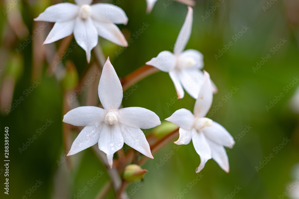 White Aerangis orchid on a green natural background White Aerangis orchid on a green natural background
