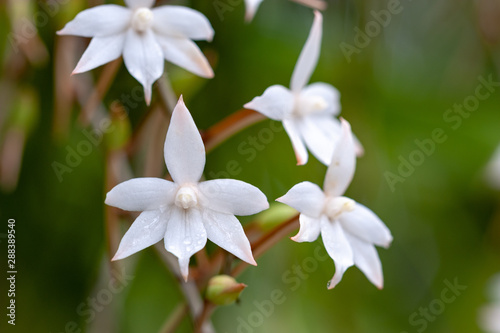 White Aerangis orchid on a green natural background