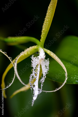 Coilostylis ciliaris orchid on a black background photo