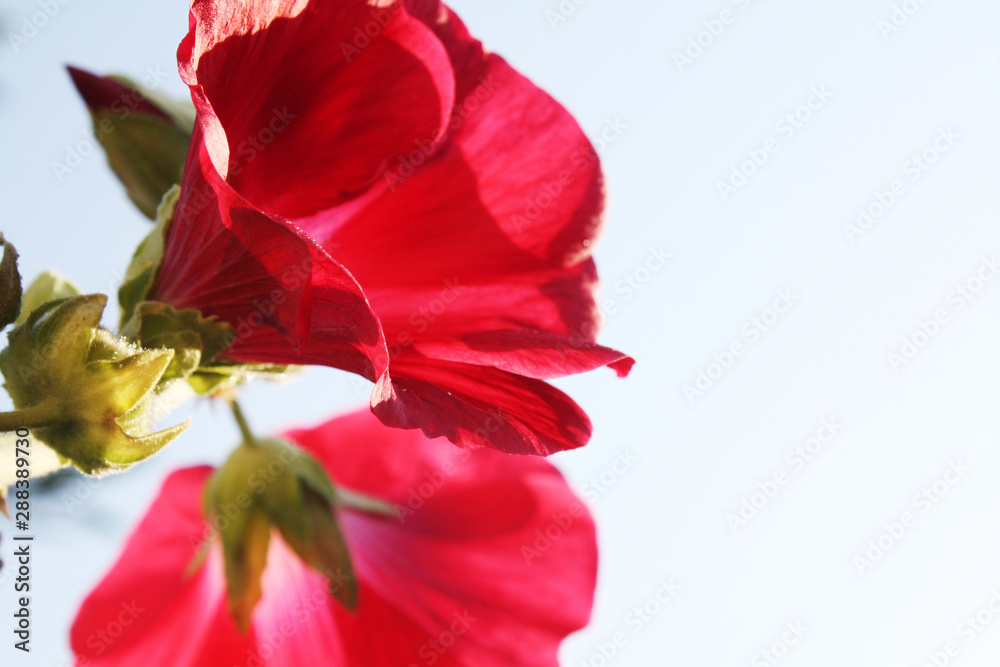 Pink Mallow flowers in the garden.