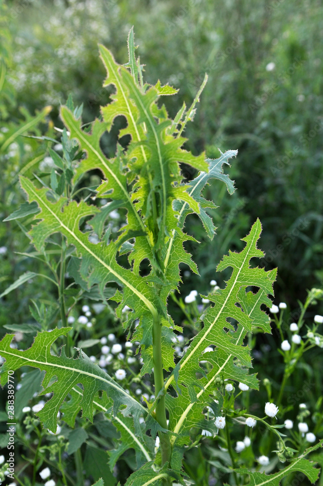 It grows in nature Lactuca serriola It grows in nature Lactuca serriola