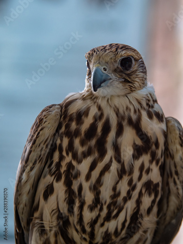 Arabian Falcon bird of prey on display  photo