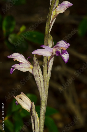 Violet Limodore, Violet Bird's-nest Orchid, Limodorum abortivum, Andalusia, Spain photo