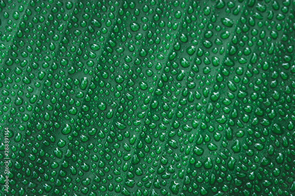 Water drops on banana leaf background. Water drops on banana leaf background.