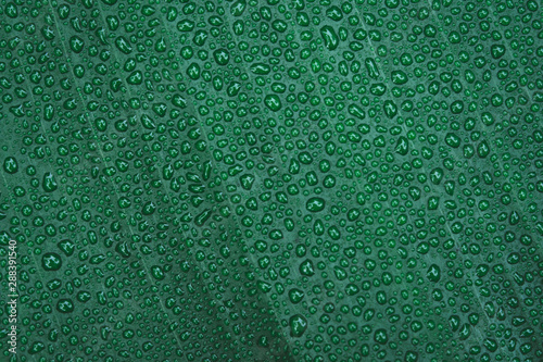 Water drops on banana leaf background.