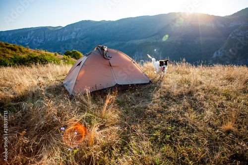white shepherd dog and tent on mountain top at sunrise - camping with a dog  slow travel