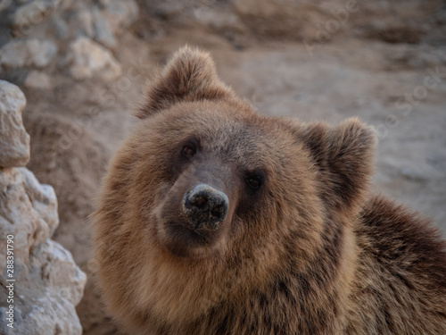 Brown bear held in captivity in the middle east © hyserb