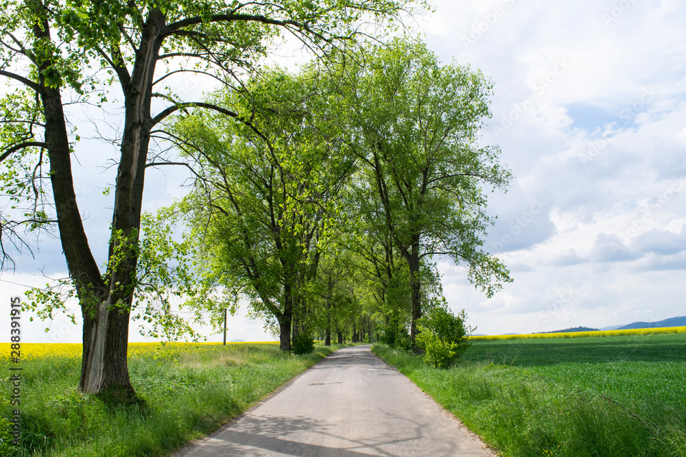 Trees along country roads in the Klodzko Valley of Poland Trees along country roads in the Klodzko Valley of Poland