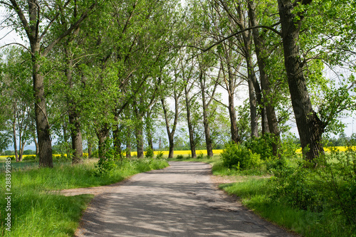 Trees along country roads in the Klodzko Valley of Poland