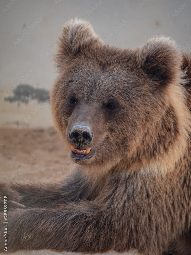 Brown bear held in captivity in the middle east