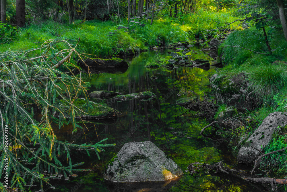 Fototapeta premium Green Skrivan creek in Krusne mountains in summer nice sunny day