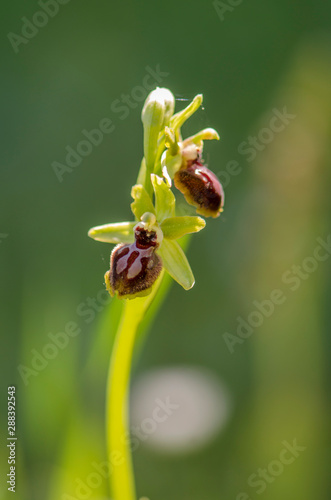 Early Spider-orchid, Ophrys sphegodes, Ophrys incubacea, Pyrenees, Spain. photo