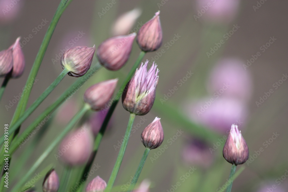 Chive Buds Chive Buds