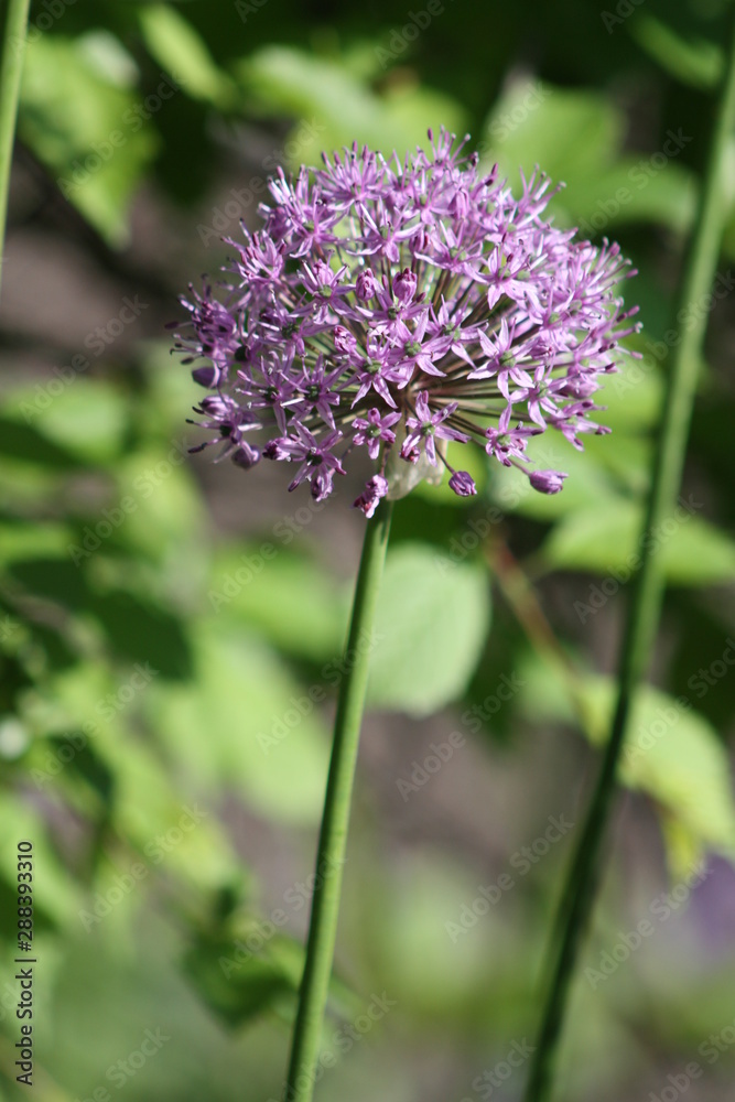 Fototapeta premium Allium Flowering 