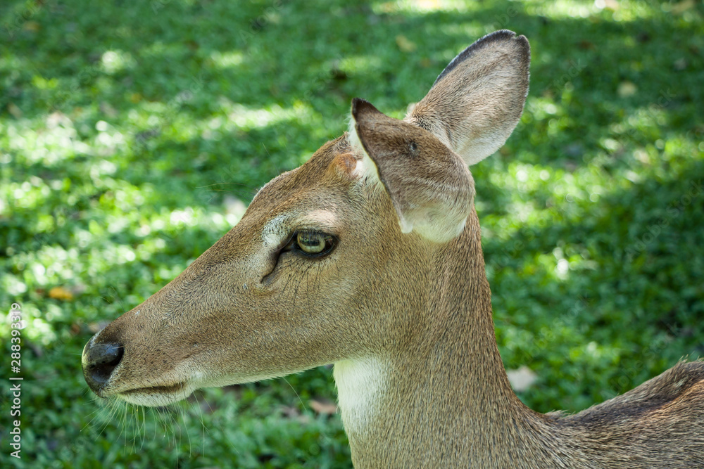 Portrait of a bambi deer on a background of green grass on a sunny summer day Portrait of a bambi deer on a background of green grass on a sunny summer day