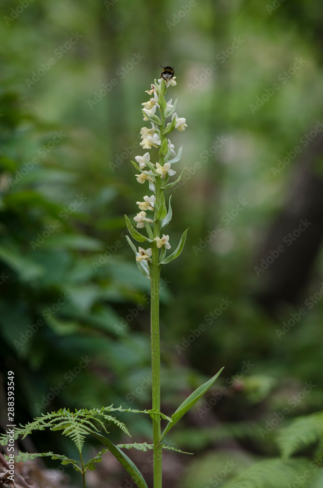 Barton's Orchid, Dactylorhiza insularis, inflorescence, Andalusia, Spain.