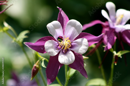 Purple Columbine