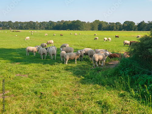 sheep in the shade of the trees